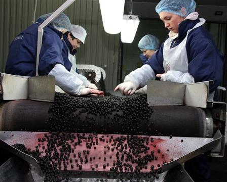 Dzūkijos verslininkai pajuto prastą grybų ir uogų derlių