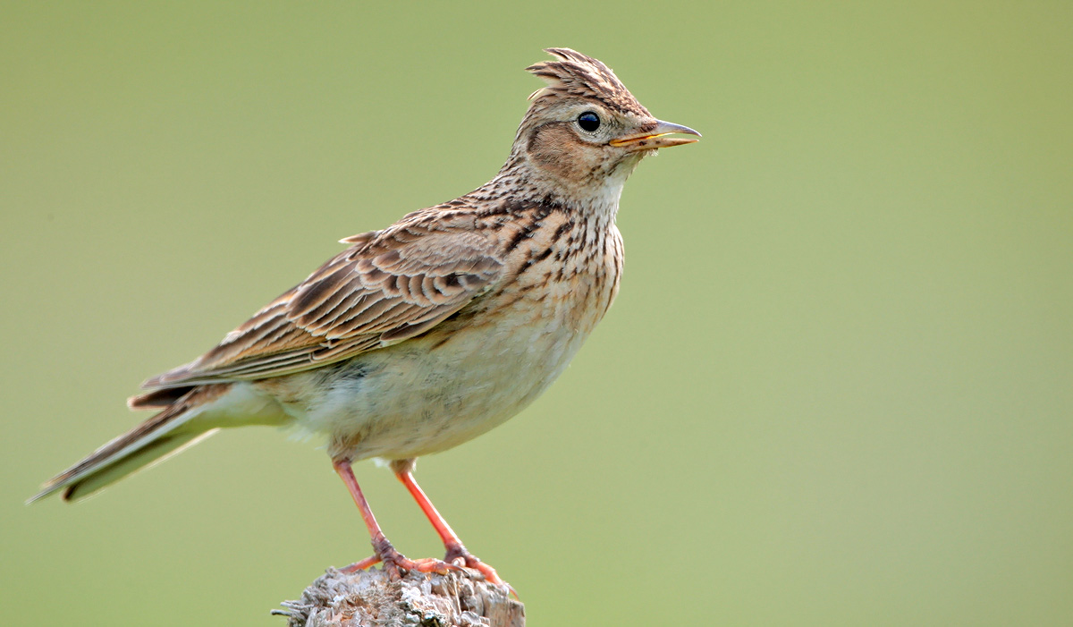 Vieversių klegėjimo Dzūkijoje dar negirdėti