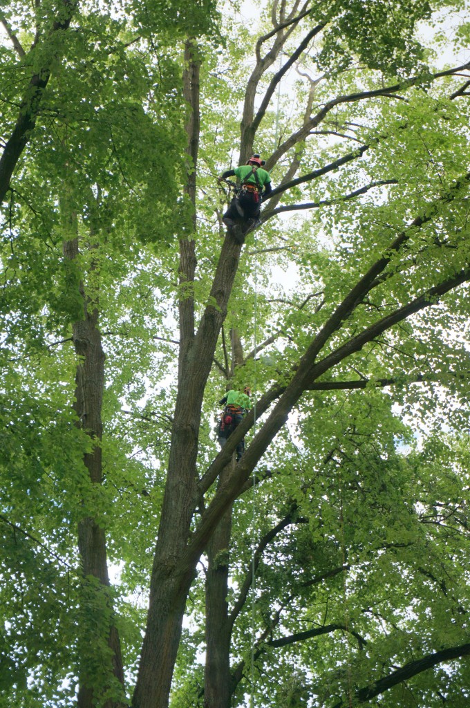 Studentų skvere genimi medžiai.