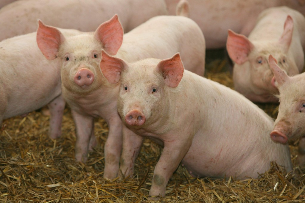 USDA-warns-of-Salmonella-linked-to-pigs