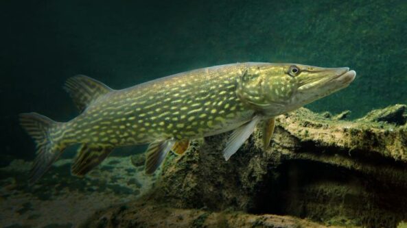 Nuo balandžio 21 dienos leidžiama žvejoti lydekas