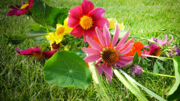 Už ką verta padėkoti per Žolinę?