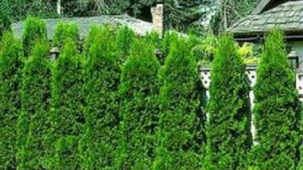 Norite genėti medžius ir krūmus? Įsigykite leidimą!