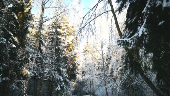 Gruodį vyks tradicinė akcija „Saugom eglutę“ 