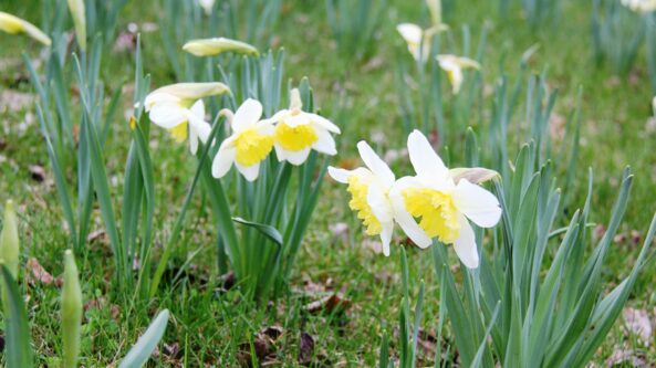 Druskininkai kviečia į Narcizų žydėjimo šventę