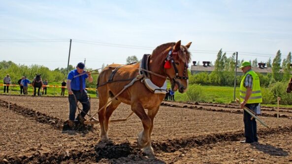 Naujos tradicijos Lazdijuose „Pirmosios vagos šventėje“