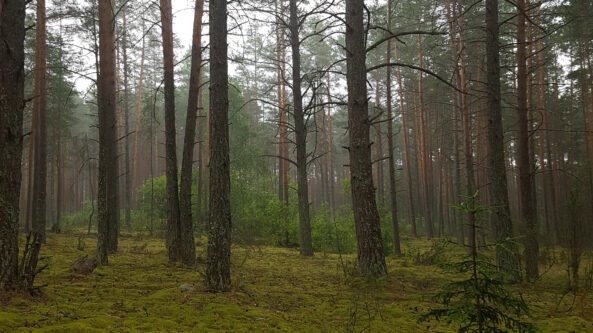Miškai pildosi gėrybėmis. Kokios prognozės grybautojams bei uogautojams?