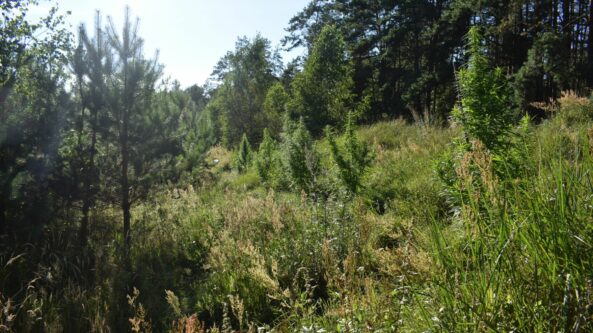 Miškelyje šalia Druskininkų aptikta kanapių augavietė