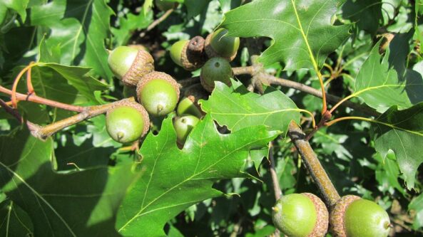 „Gyvas miestas” – Lietuvos 100 metų jubiliejaus proga Alytaus Likiškių parke sužaliuos 100 medžių!