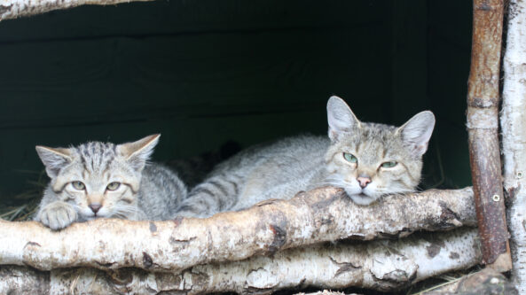 Alytuje Veterinarijos tarnyba konfiskavo 25 netinkamomis sąlygomis laikytus gyvūnus