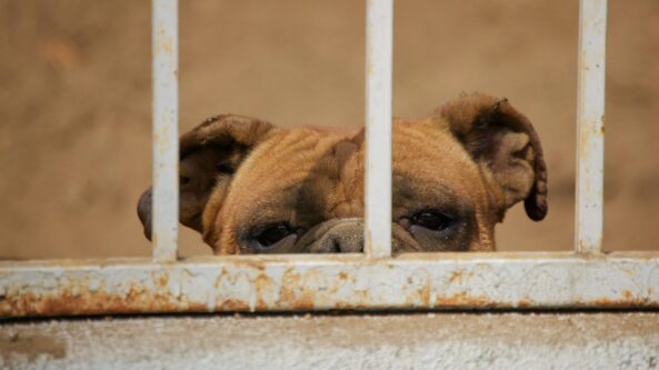 Alytuje taip pat pradėtas ikiteisminis tyrimas dėl žiauraus elgesio su gyvūnais