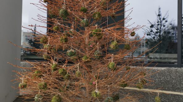 FM99 Kalėdinių eglučių parke – ne tik sunkiausia, bet ir antrąsyk panaudota žaliaskarė!