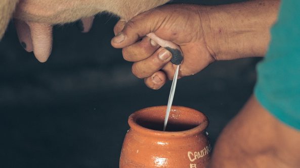 Alytaus rajono ūkininkas atskleidė, kiek gauna už pieną ir kodėl jį dalija nemokamai