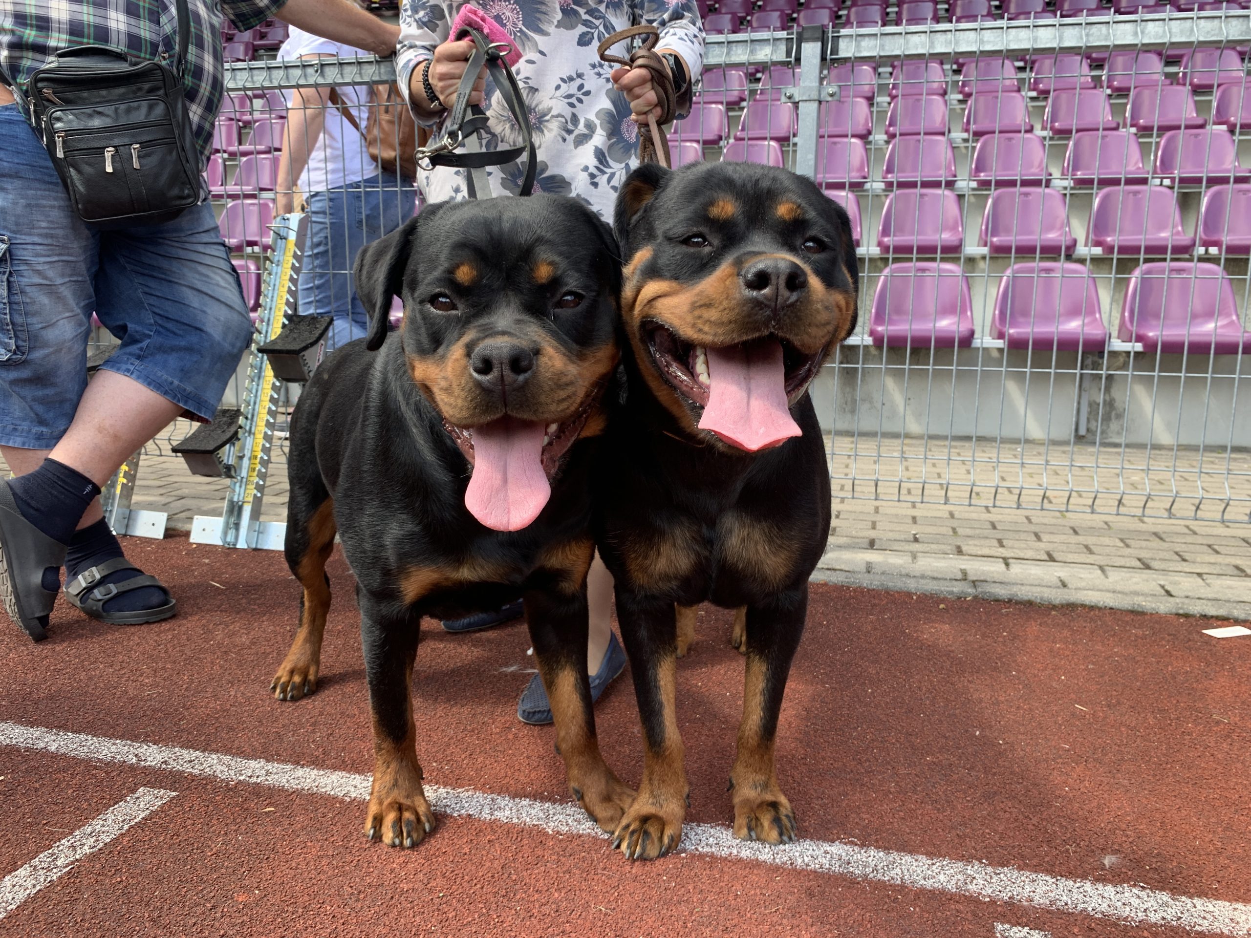 Alytuje varžosi įvairių veislių šunys