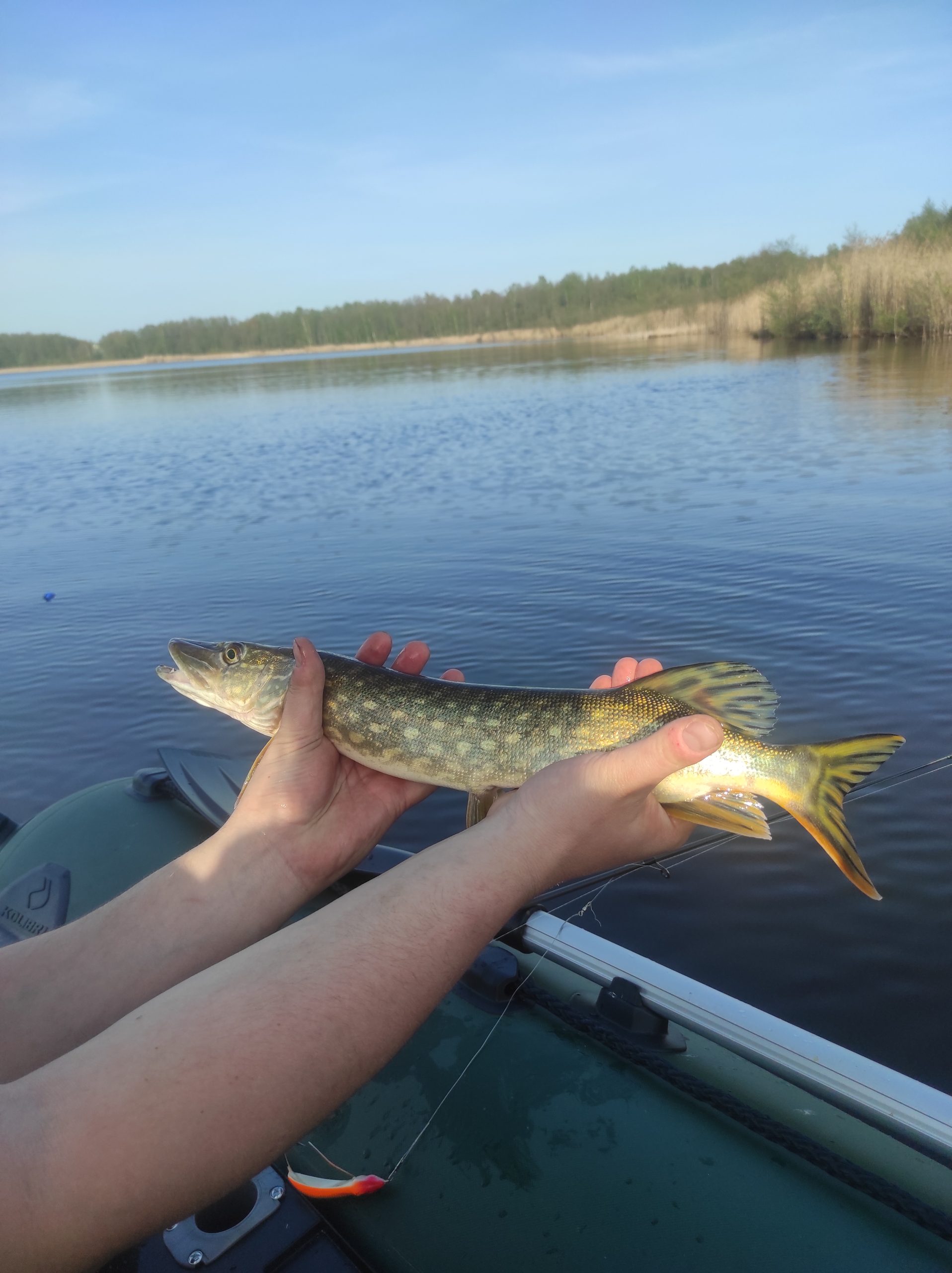 Prasidėjo lydekų žvejybos sezonas. Yra svarbių žinių žvejams mėgėjams