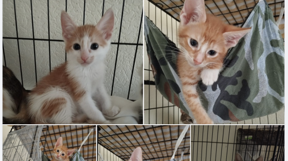 Daugiausiai paramos Alytaus mieste ir rajone sulaukė „Keturkojo viltis“, penketuke ir du medžiotojų būreliai