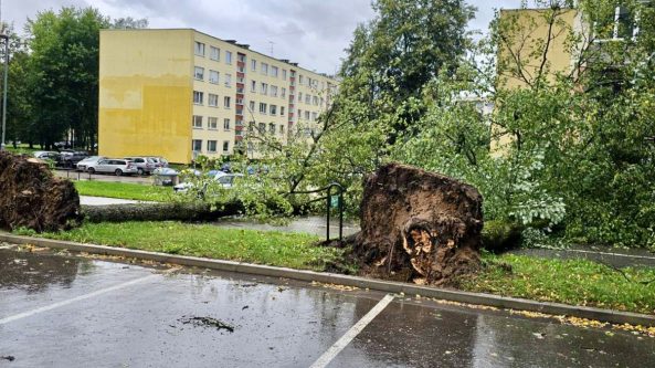 Kokius audros nuverstus medžius patiems galima tvarkyti privačiame ir valstybiniame sklype?