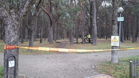 Alytuje vykdomi sanitariniai medžių kirtimai