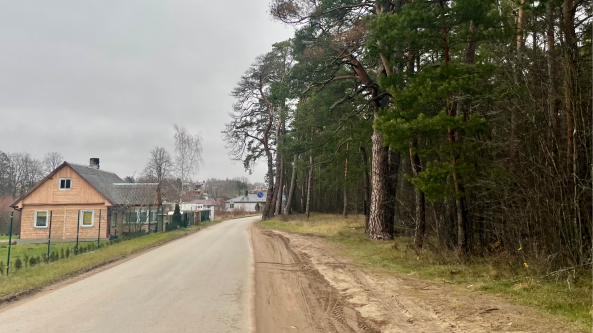 Sanatorijos gatvėje bus kertami medžiai
