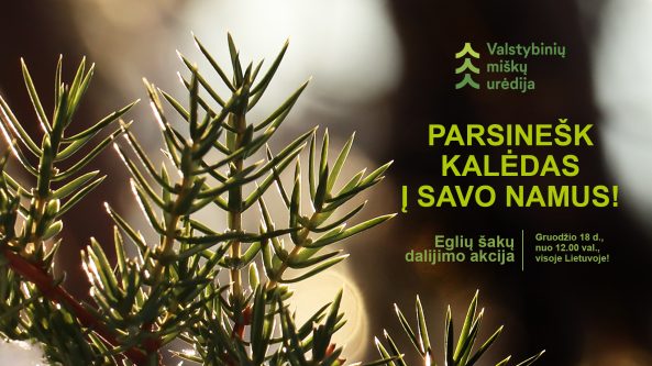 Gruodžio 18 d. visoje Lietuvoje vyks tradicinė akcija „Parsinešk Kalėdas į savo namus“