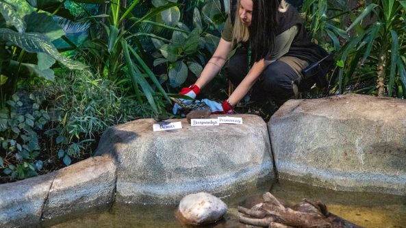 Lietuvos zoologijos sodo žaltys išpranašavo, kokie bus 2025-ieji