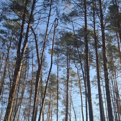 Lietuvoje fenologinis pavasaris jau prasidėjo