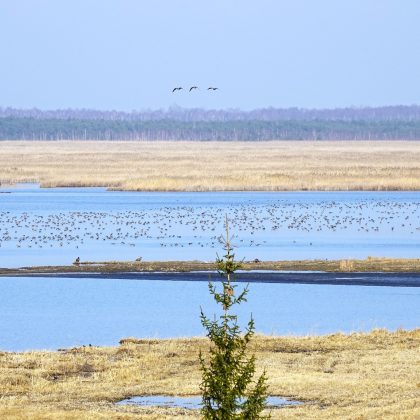 Pavasaris – Žuvinte plaukioja tūkstančiai paukščių