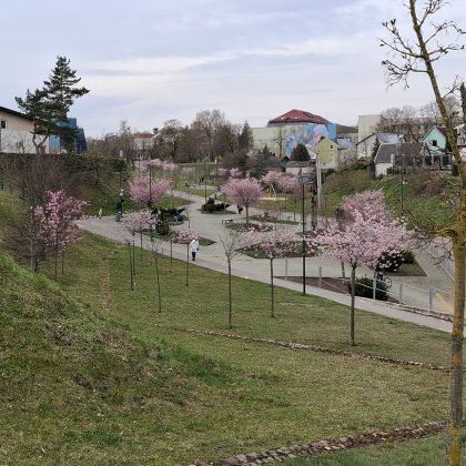 Penktadienį Alytuje bus sodinamos sakuros
