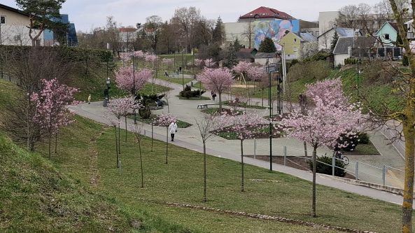 Penktadienį Alytuje bus sodinamos sakuros