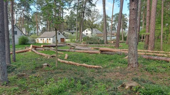 Savivaldybė: „Medžiai Kurorte iškirsti teisėtai“
