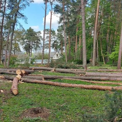 Alytuje vėl kirs medžius, sako, naujai infrastruktūrai Alytuje vėl kirs medžius, sako, naujai infrastruktūrai