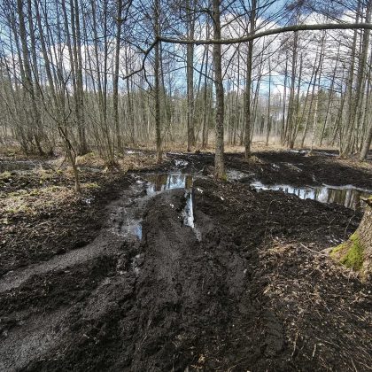 Miškas – ne trasa: Valstybinių miškų urėdija primena lankymosi miške taisykles 