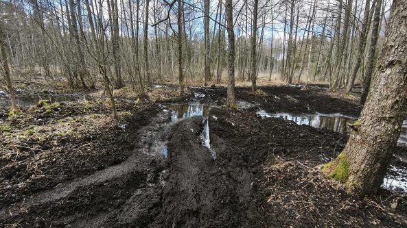 Miškas – ne trasa: Valstybinių miškų urėdija primena lankymosi miške taisykles 