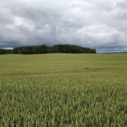 Savaitgalio orai – trumpas lietus, pūs šiaurės vakarų vėjas