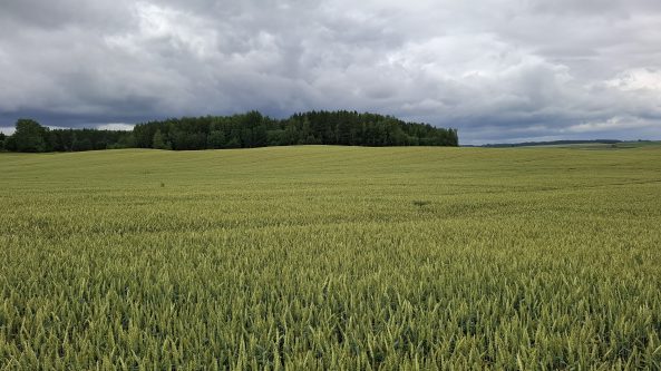 Savaitgalio orai – trumpas lietus, pūs šiaurės vakarų vėjas