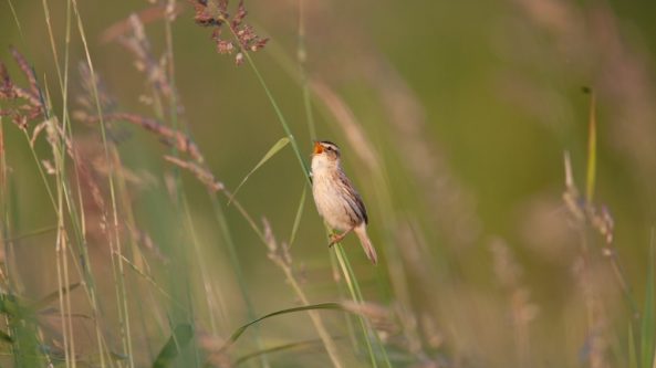 Žuvinto vardas – UNESCO biosferos tinklo dalis jau 14 metų