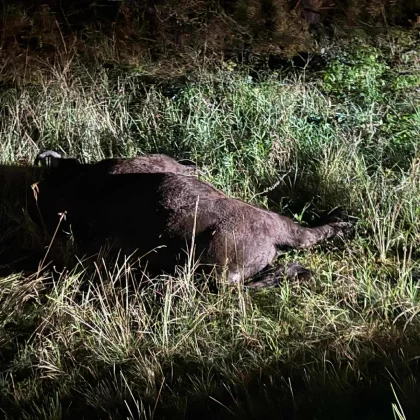 Dzūkijoje mikroautobusas partrenkė stumbrą