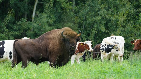Girius sveikas ir saugus – primename apie gyvūnų migraciją keliuose