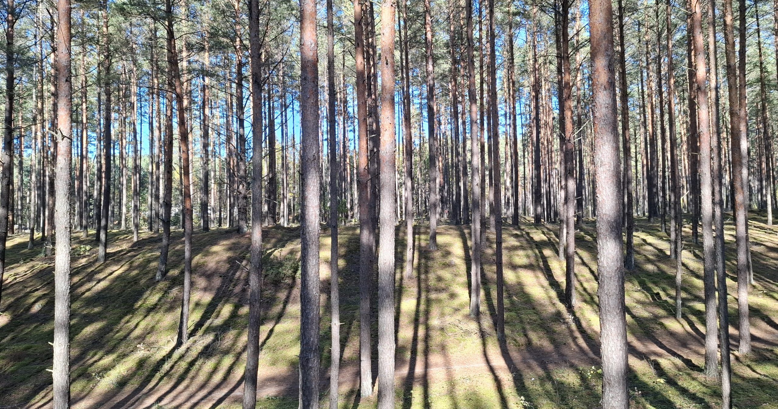 Kokia orų dienotvarkė laukia savaitgalį?