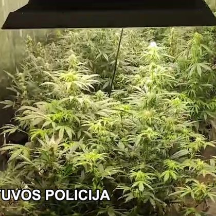 Pas kanapes auginusį Lazdijų rajono gyventoją rastas labai didelis kiekis narkotikų