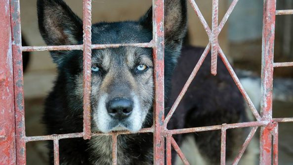 Varėnoje aptikta nelegali šunų veisykla – išgelbėta 57 gyvūnai