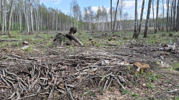 Miškų kirtimai Dzūkijoje: ministerija ramina, gyventojai nerimauja