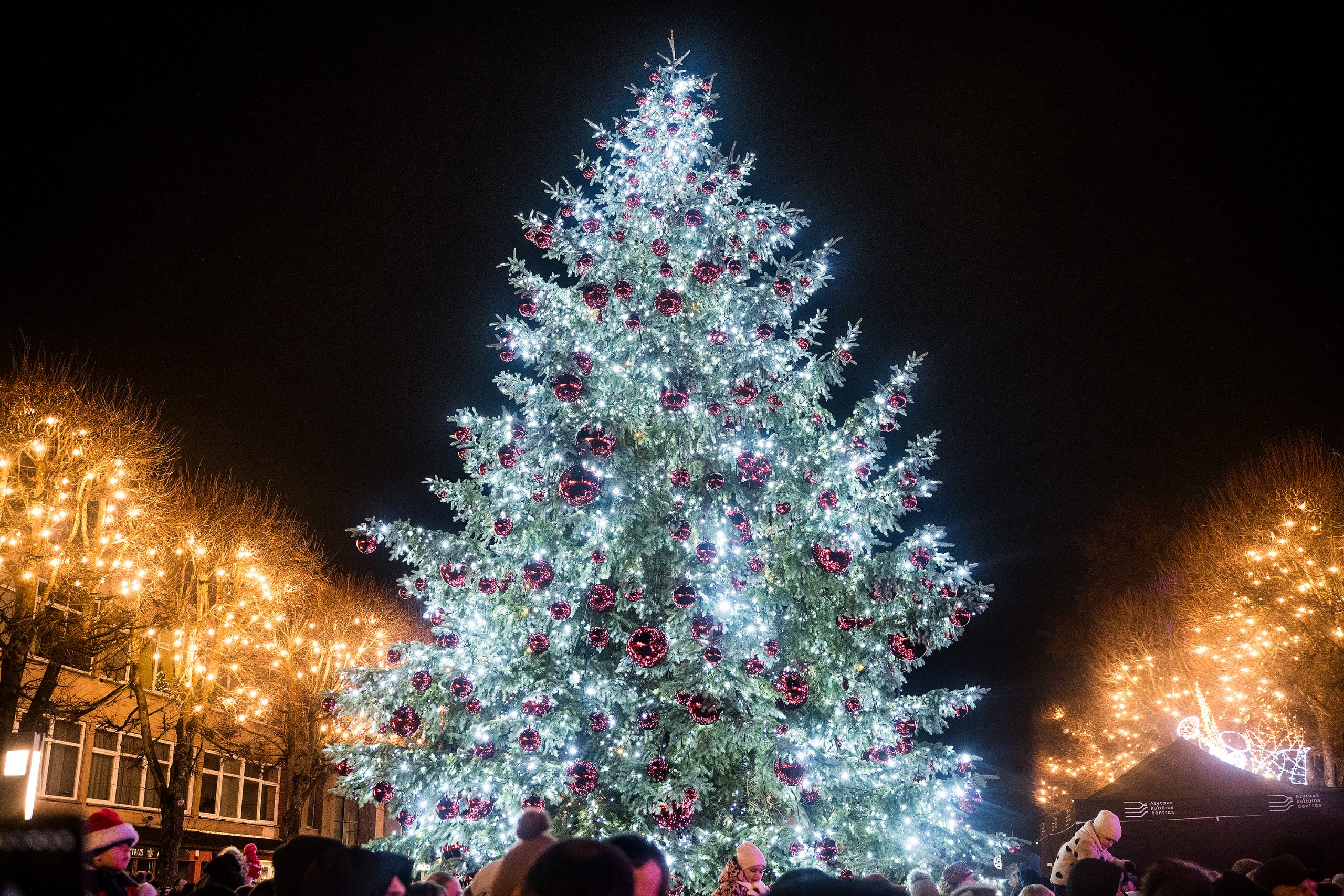 Trys Karaliai – laikas atsisveikinti su eglutėmis: kaip tai padaryti atsakingai Alytuje