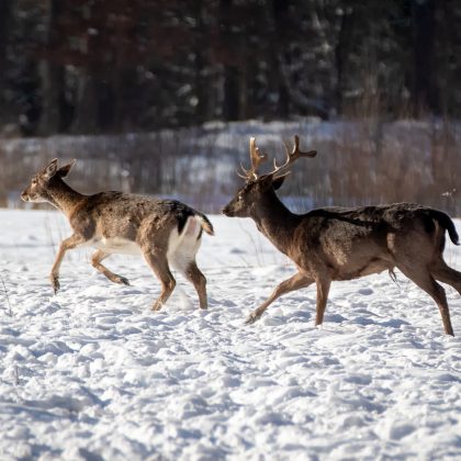 Sugrįžus tikrai žiemai, miškuose prasidėjo baltasis badas Sugrįžus tikrai žiemai, miškuose prasidėjo baltasis badas