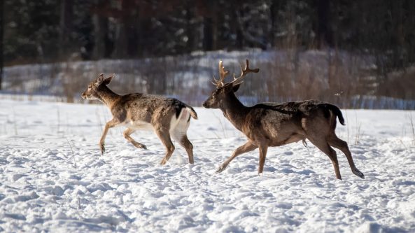 Sugrįžus tikrai žiemai, miškuose prasidėjo baltasis badas